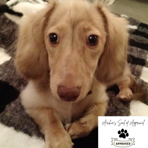 Doggy Playtime Checkers Skinny Rooster - Picture 4 of 4